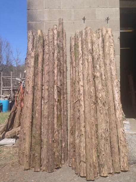 Eastern Red Cedar Trees