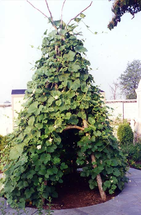 Rustic tepee with vines custom built using cedar trees and branches