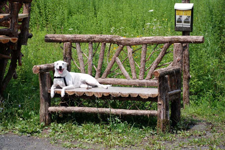 Natural wood bench built with trees and branches titled the Sugar